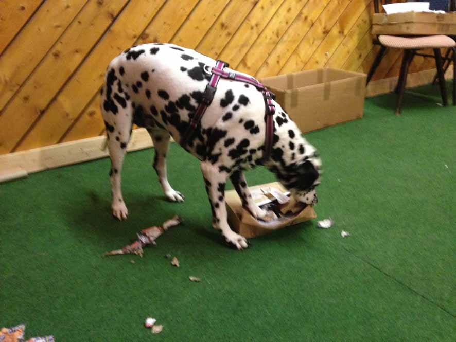 DA sind bestimmt Leckerchen drin.jpg (886 x 665)